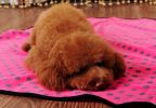 Super Soft Warm Washable Dog Cat Pet Bed Blanket-Peachpuff Dots