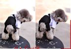 Comfy Dog's Gentle Suit Clothing Puppy Clothes Pet Apparel Including Bow-tie(MM)