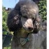 Dog Collar & Bow Tie Set